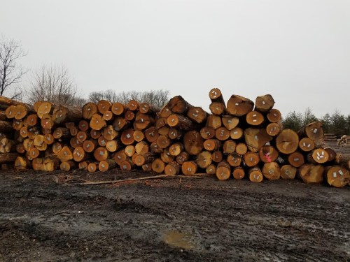 Gỗ nguyên liệu Bắc Mỹ - Gỗ Sồi Timber Life - Công Ty TNHH Timber Life